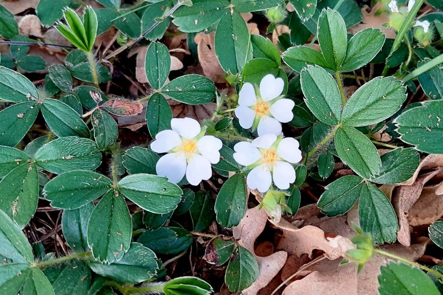 Potentilla montana