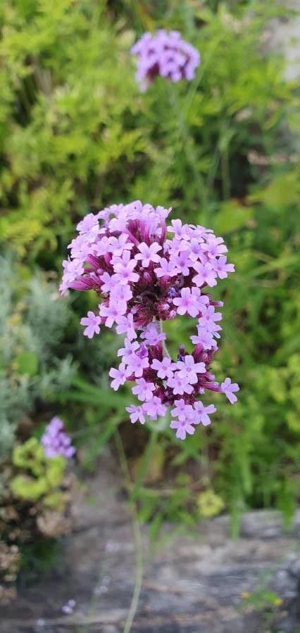 Verbena brasiliensis