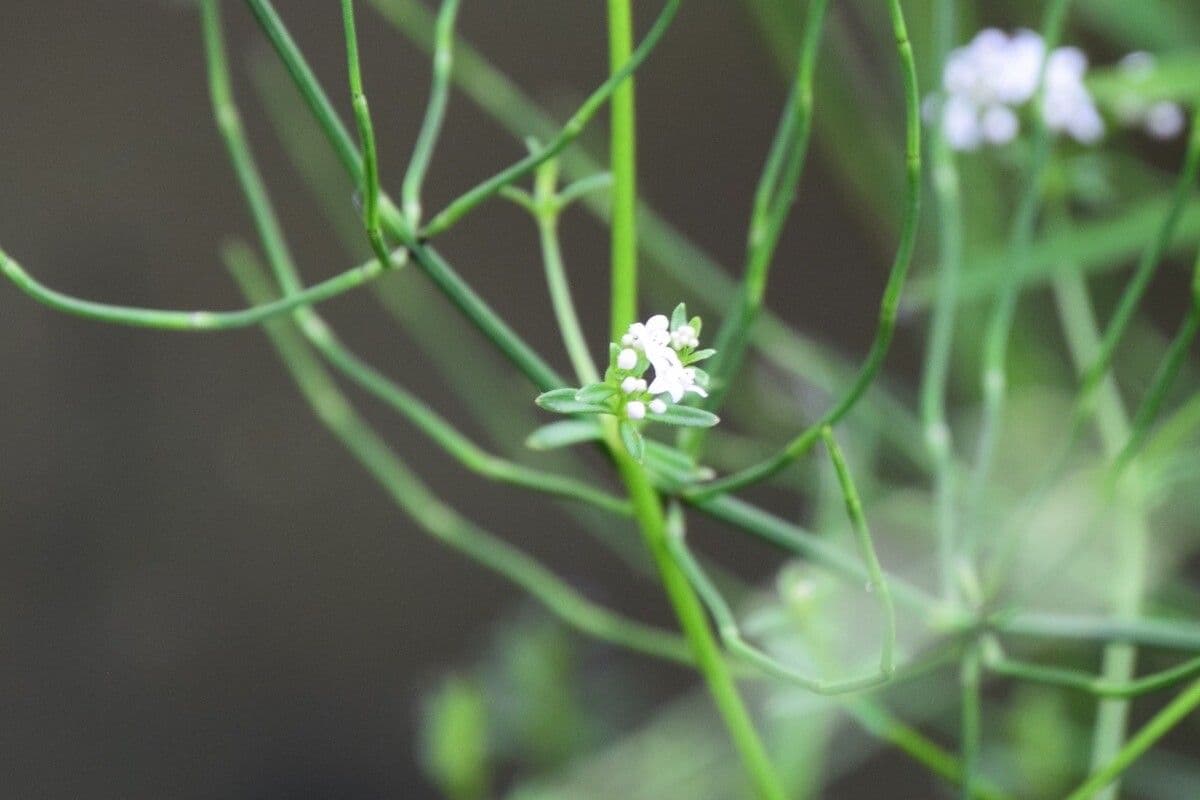 Galium debile