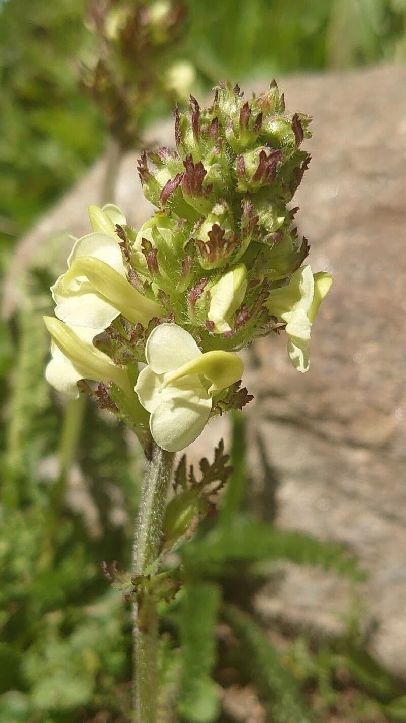 Pedicularis tuberosa