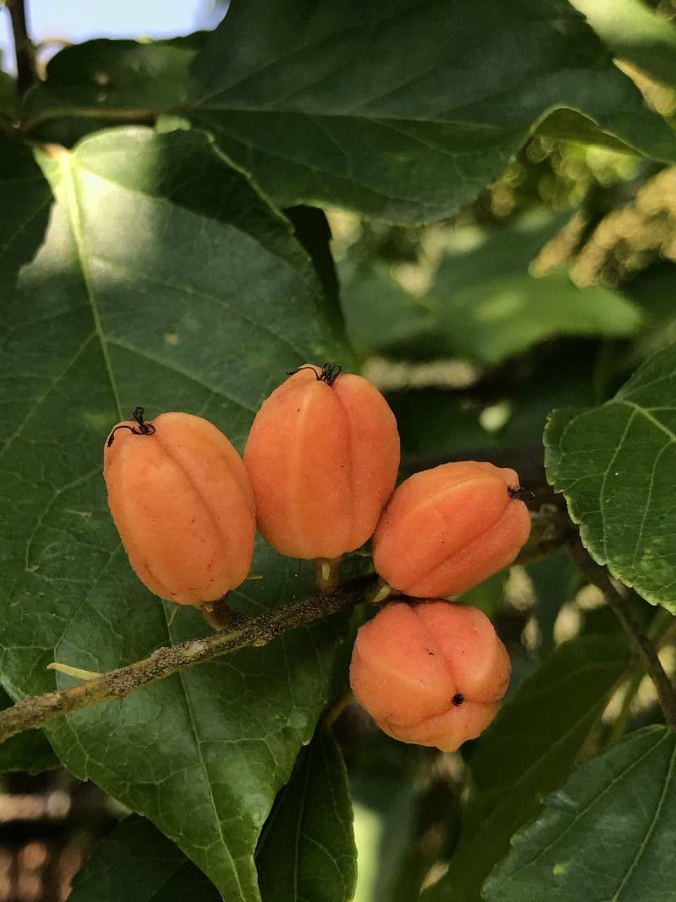 Croton sylvaticus