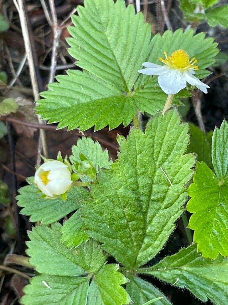 Fragaria viridis