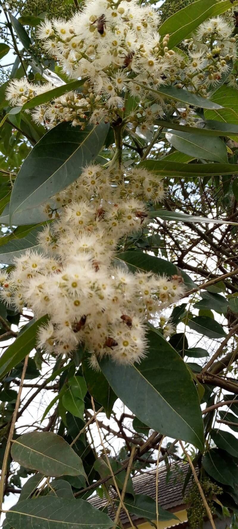 Eucalyptus deglupta