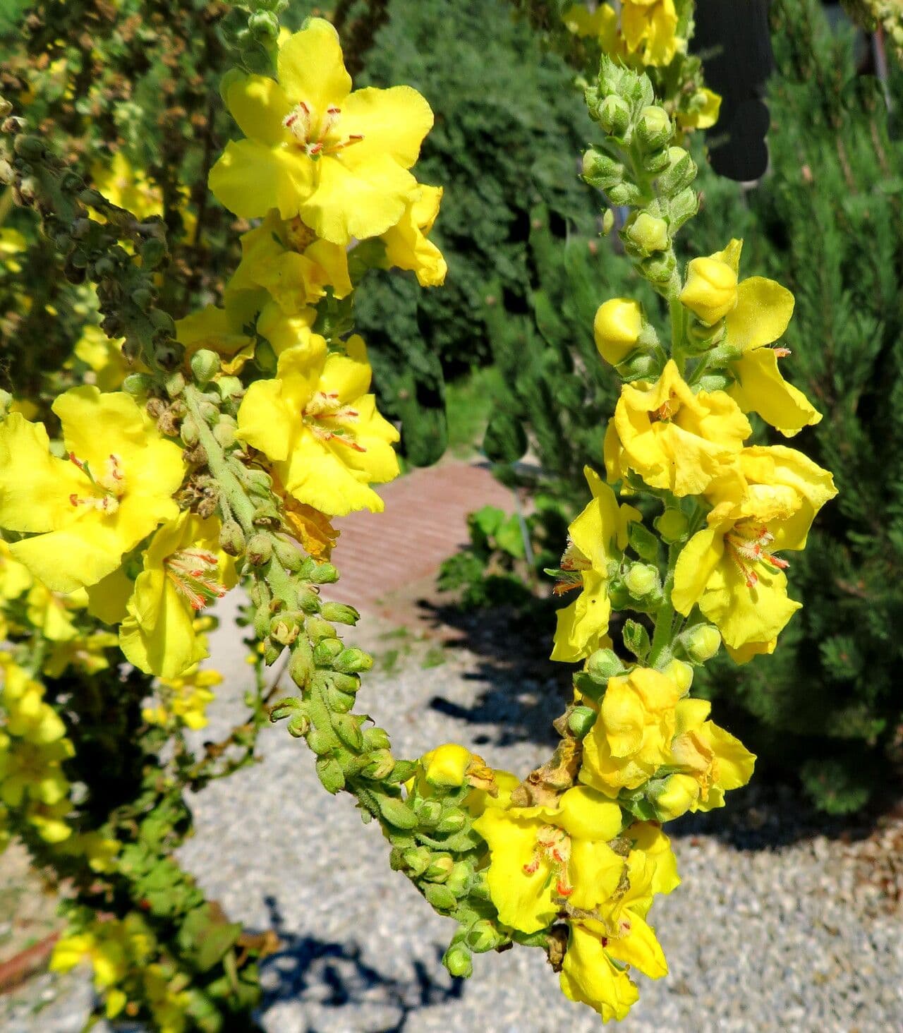 Verbascum phlomoides