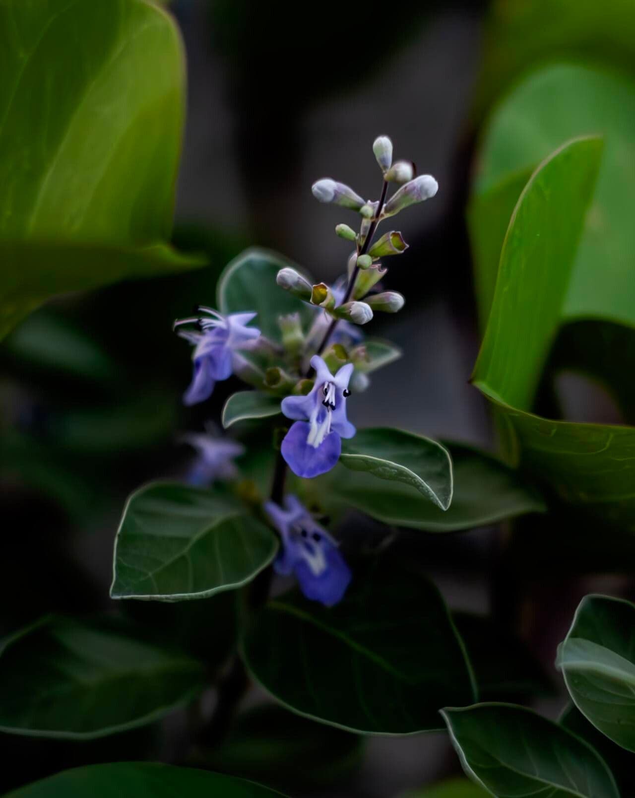 Vitex trifolia