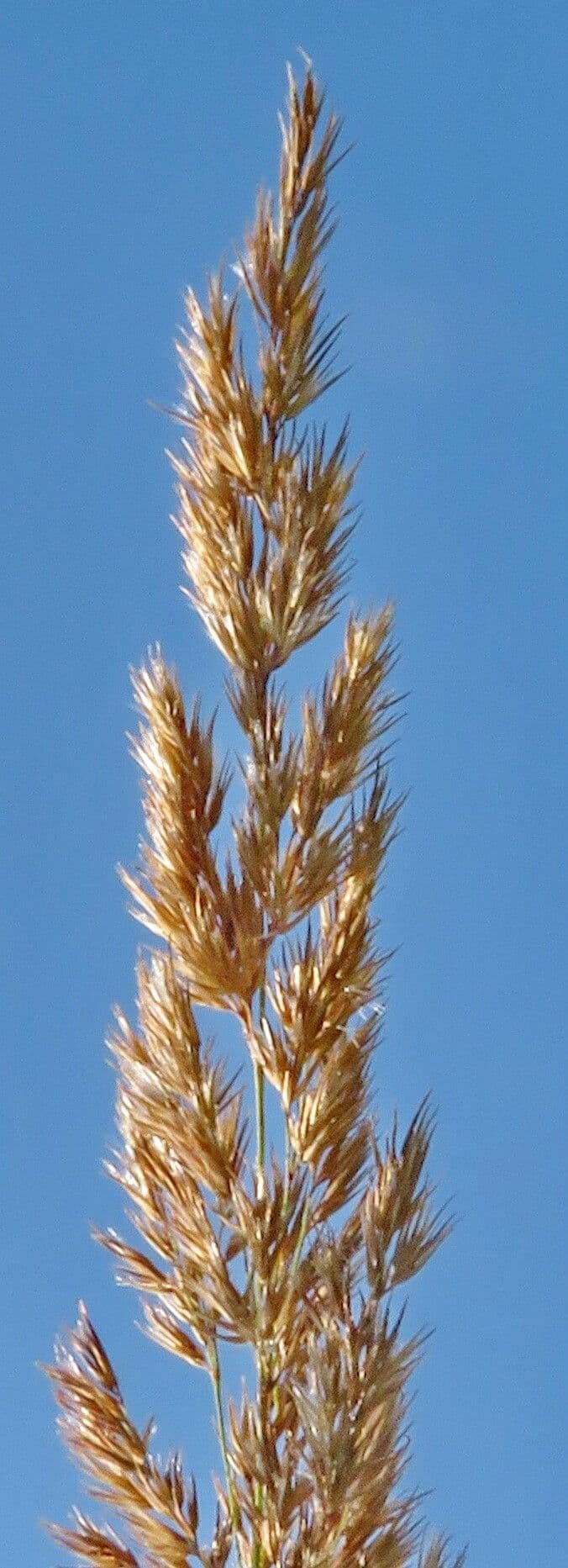 Calamagrostis epigejos