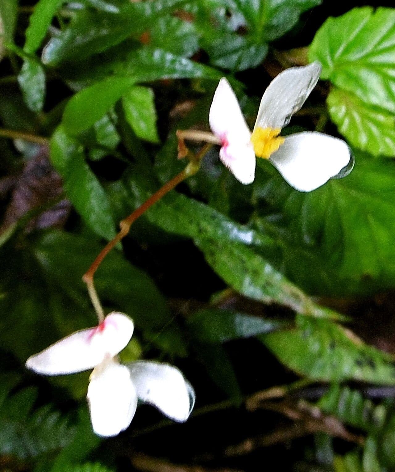 Begonia hirtella