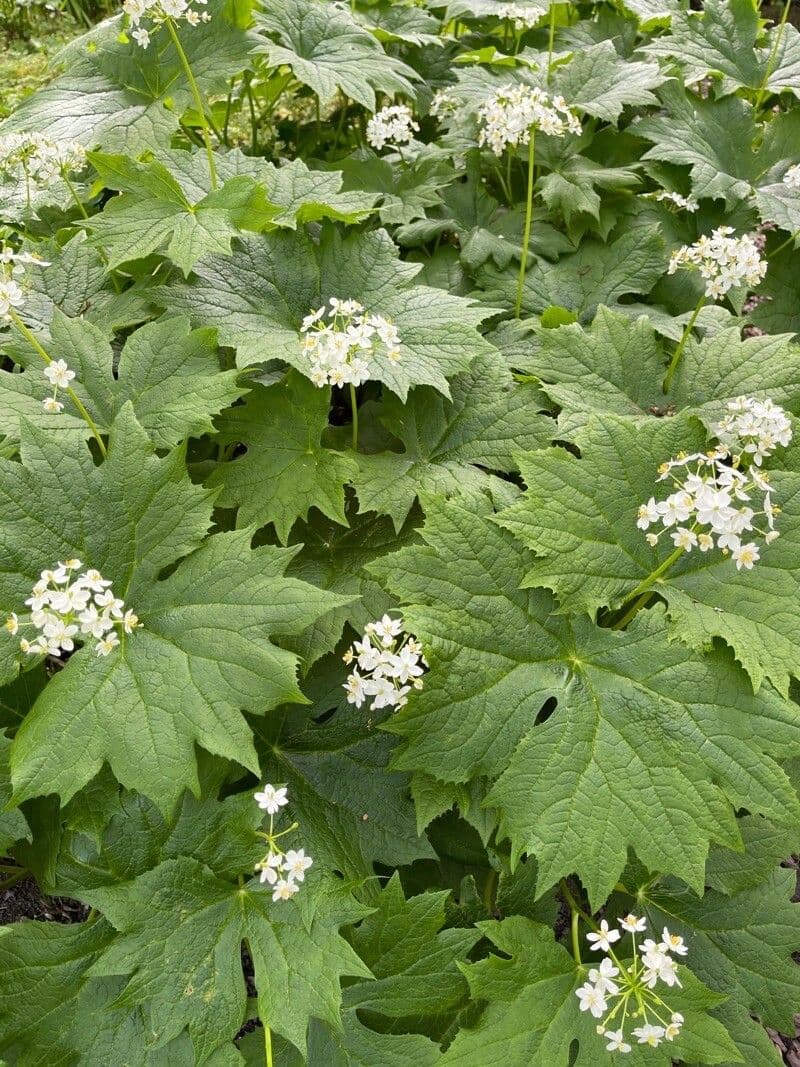 Podophyllum cymosum