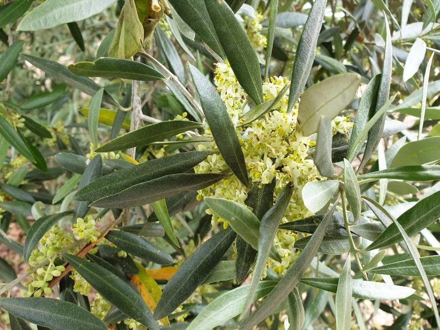 Olea europaea