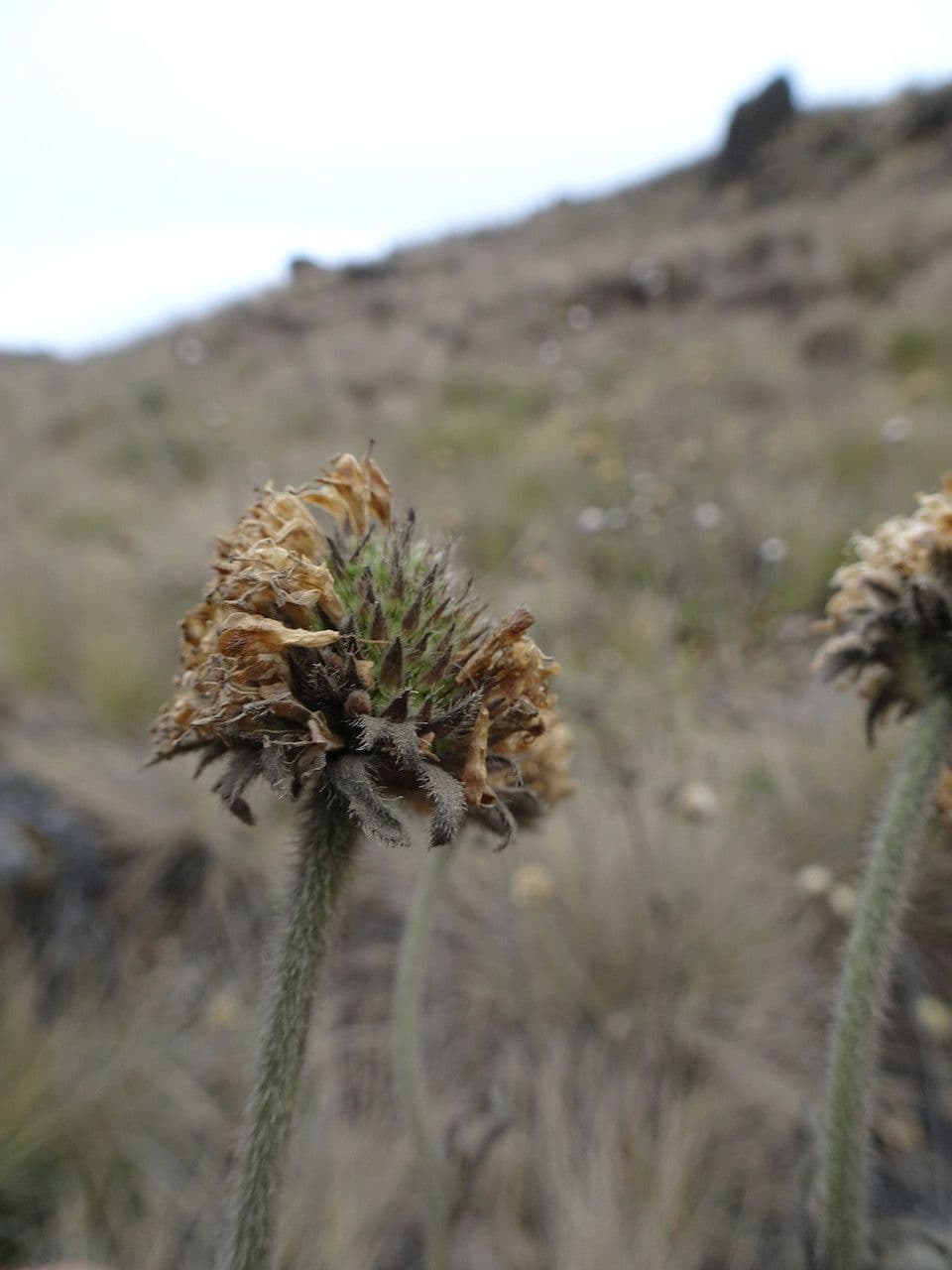 How To Grow Succisa trichotocephala | EarthOne