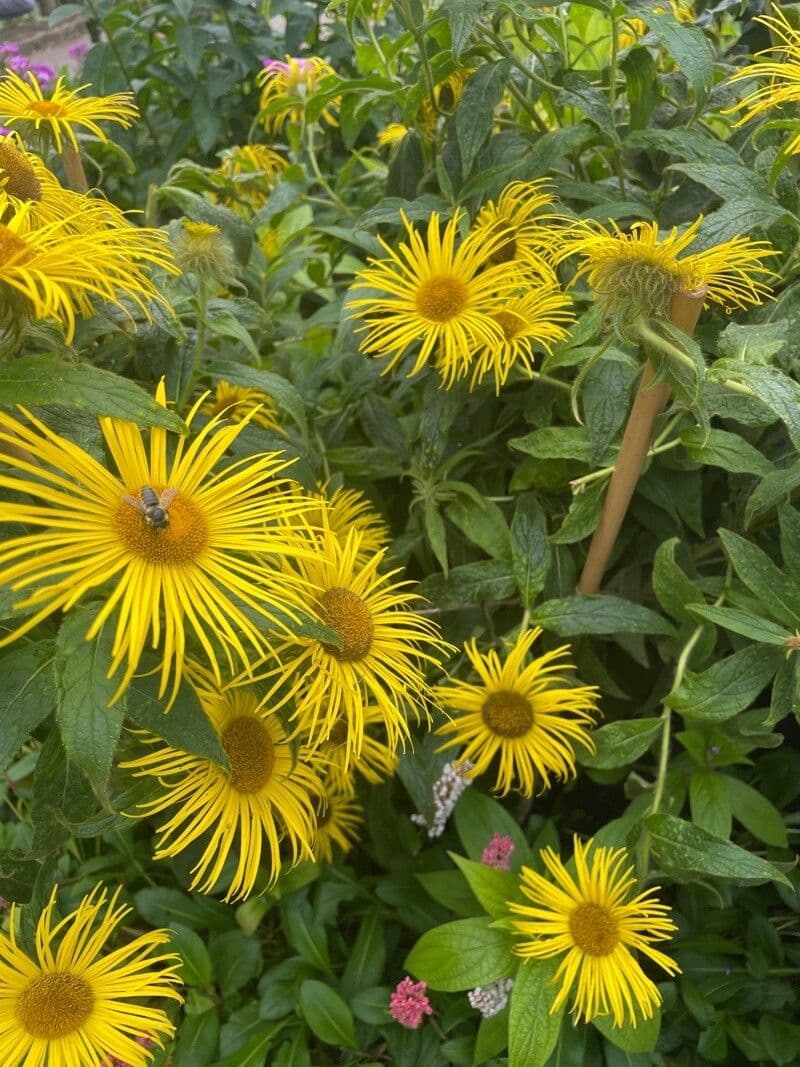 Inula helenium