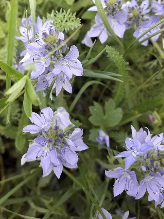 Veronica teucrium