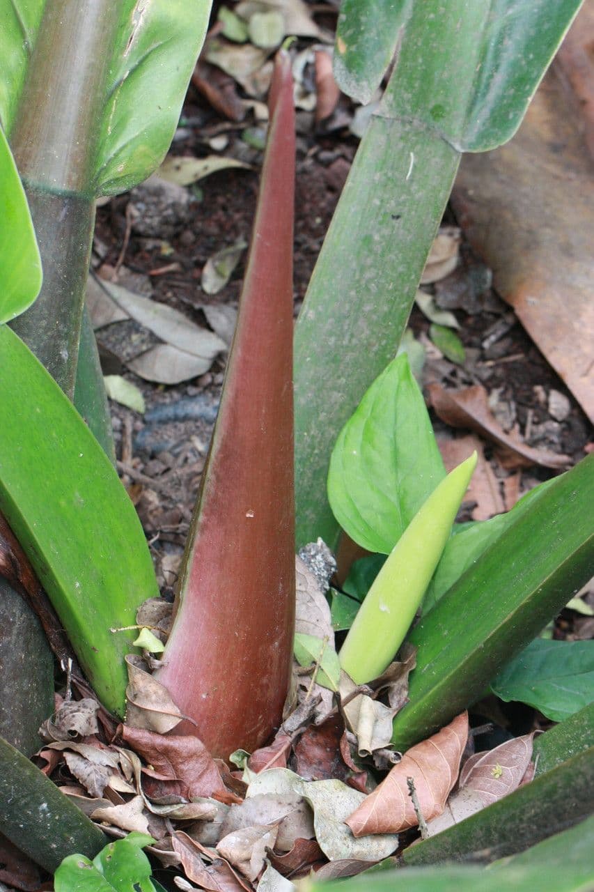 Philodendron wendlandii