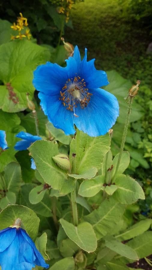 Meconopsis grandis