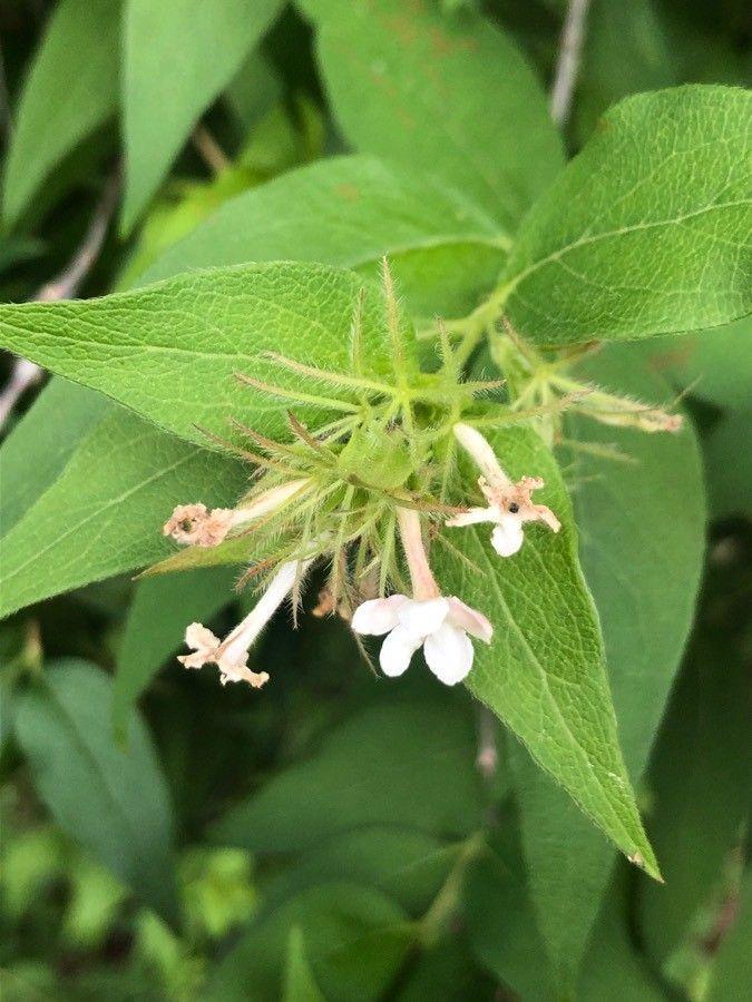 Zabelia triflora