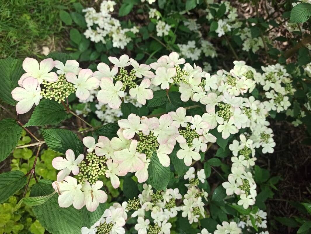 Viburnum lantanoides