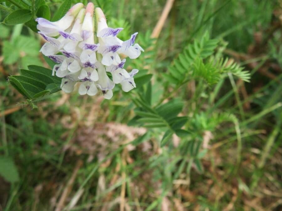 Vicia orobus