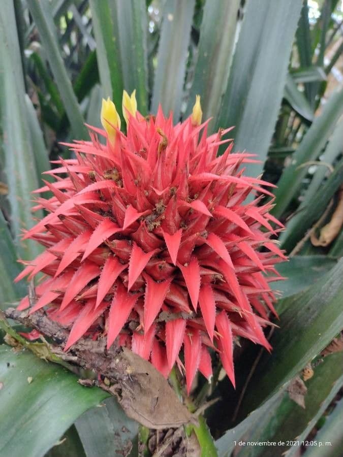 Aechmea magdalenae