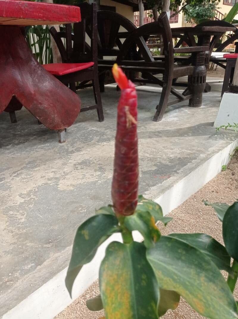 Costus woodsonii