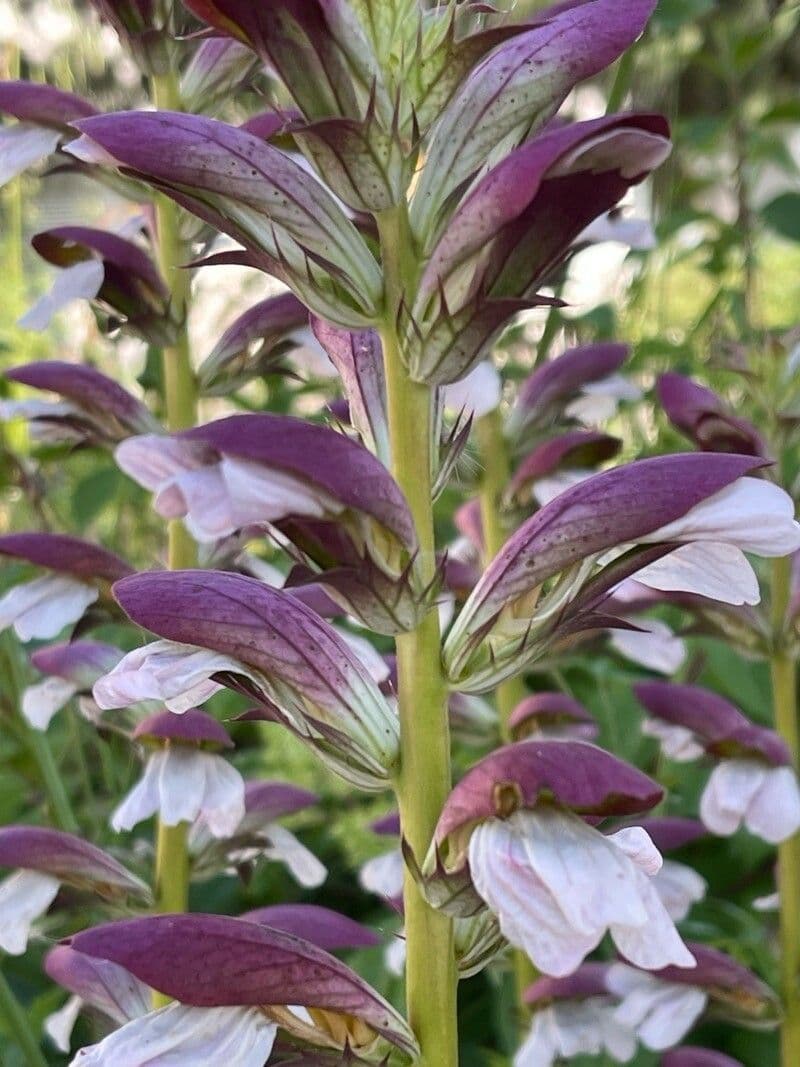 Acanthus spinosus