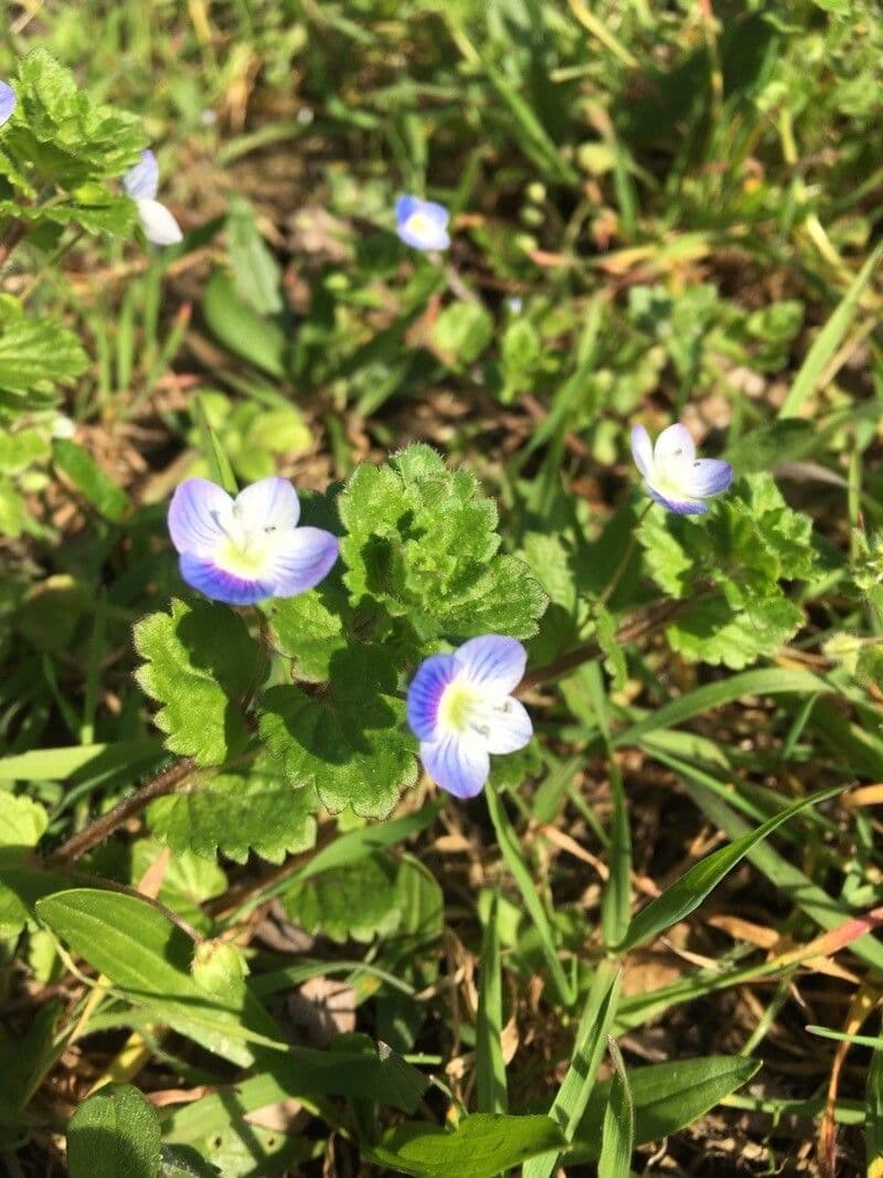 Veronica persica