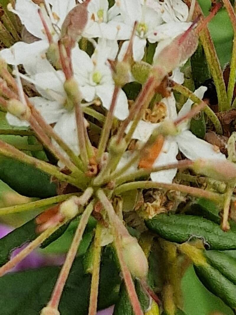 Rhododendron columbianum