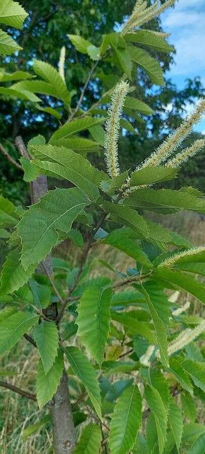 Castanea pumila