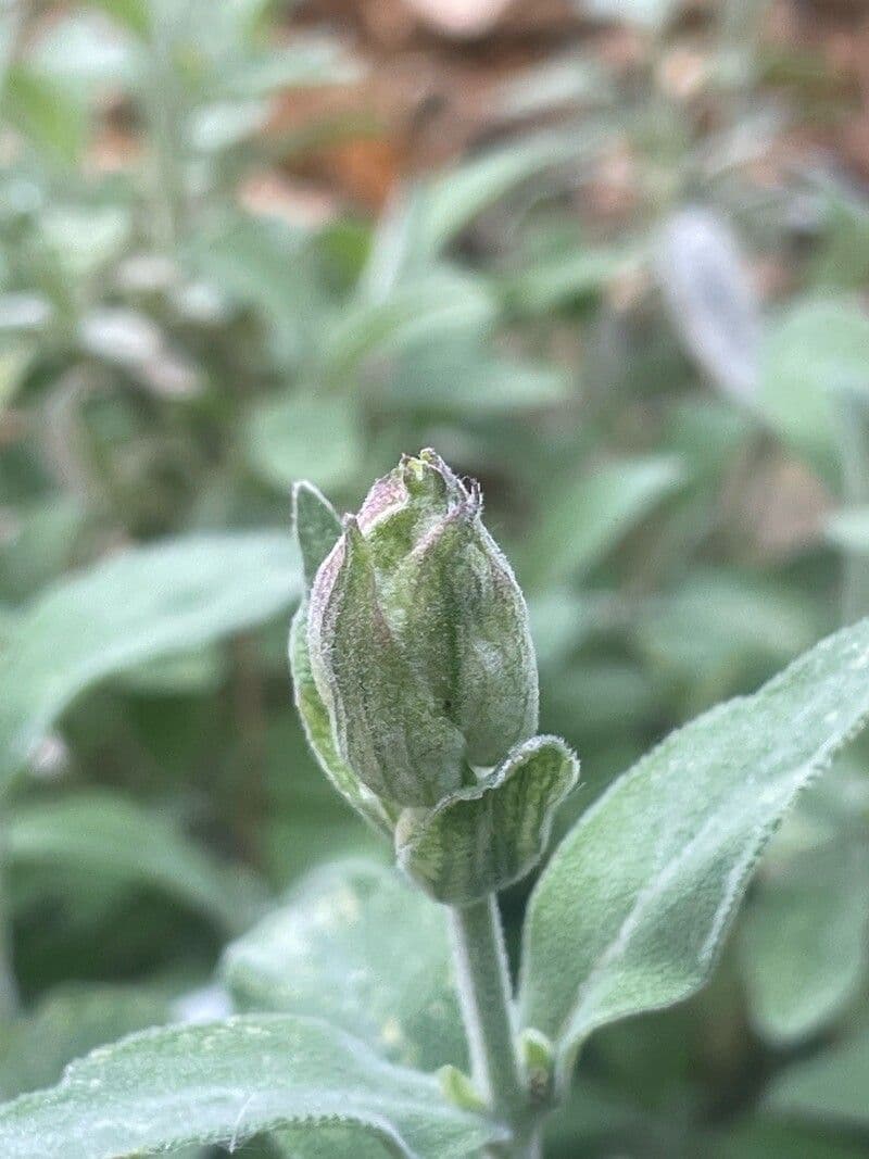 Salvia officinalis