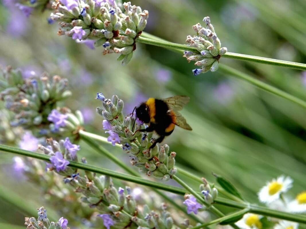 Lavandula latifolia