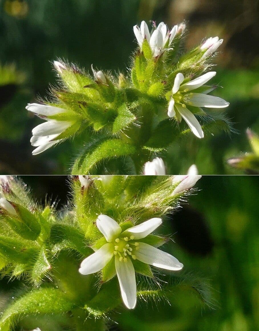 Cerastium glomeratum