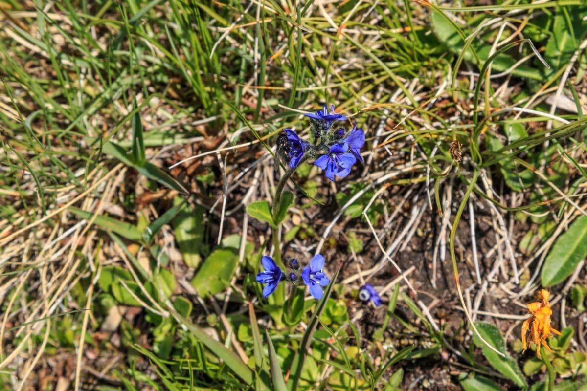 Veronica bellidioides