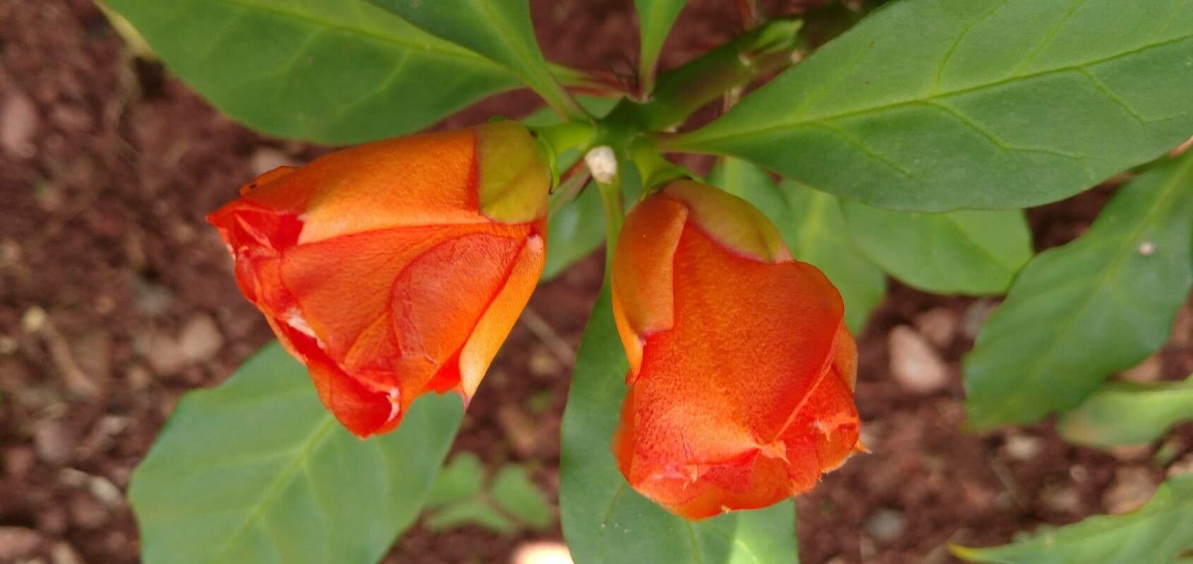 Leuenbergeria bleo