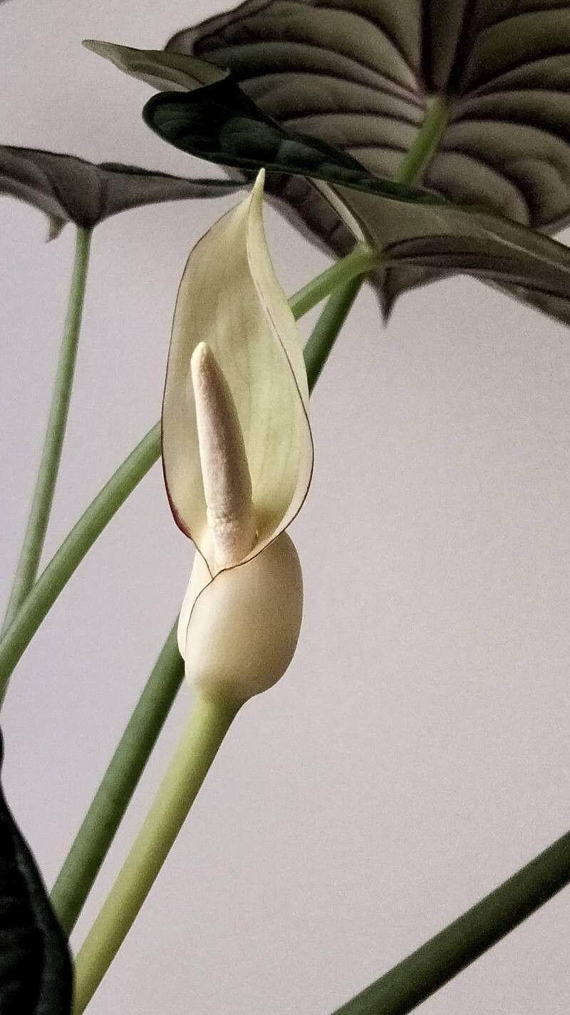 Alocasia baginda