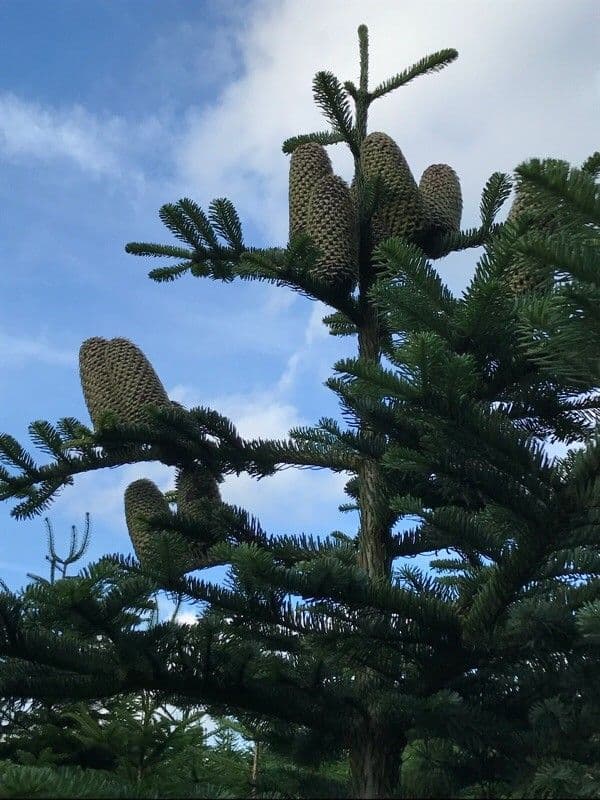 Abies lasiocarpa