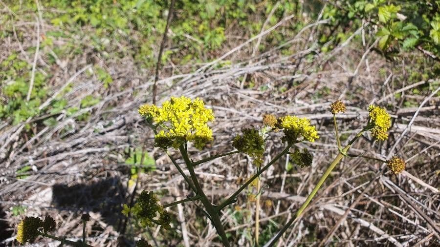 Lomatium triternatum