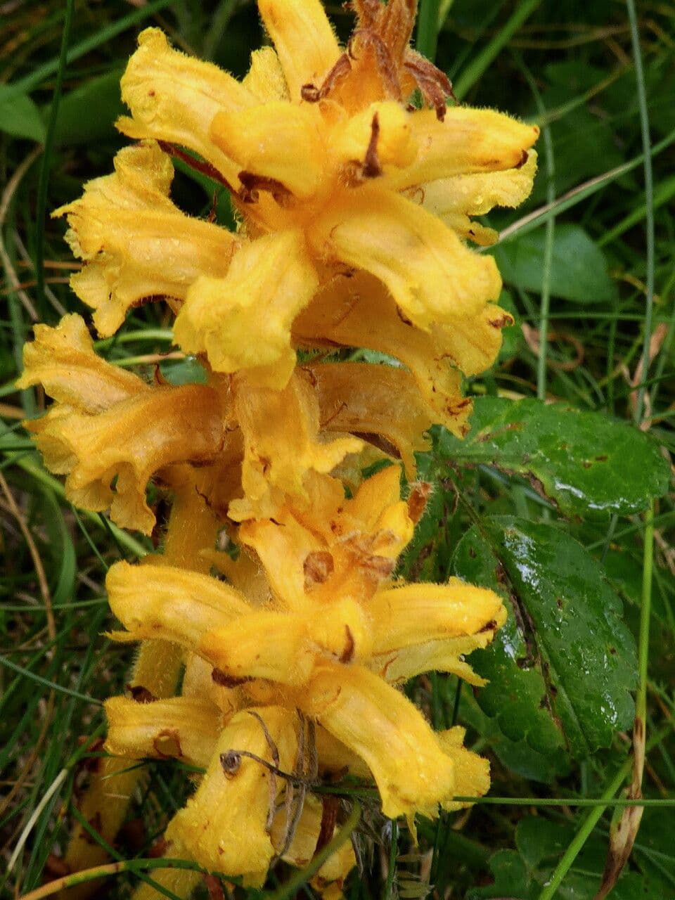 Orobanche flava