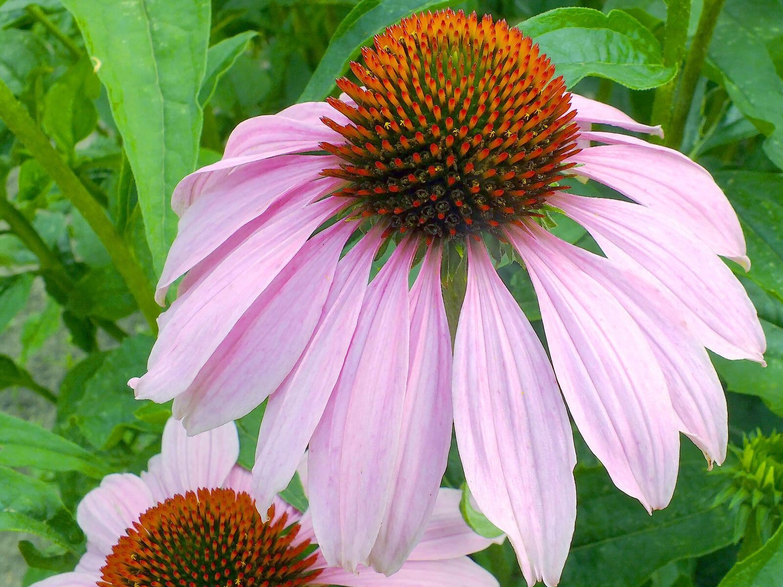 Echinacea angustifolia