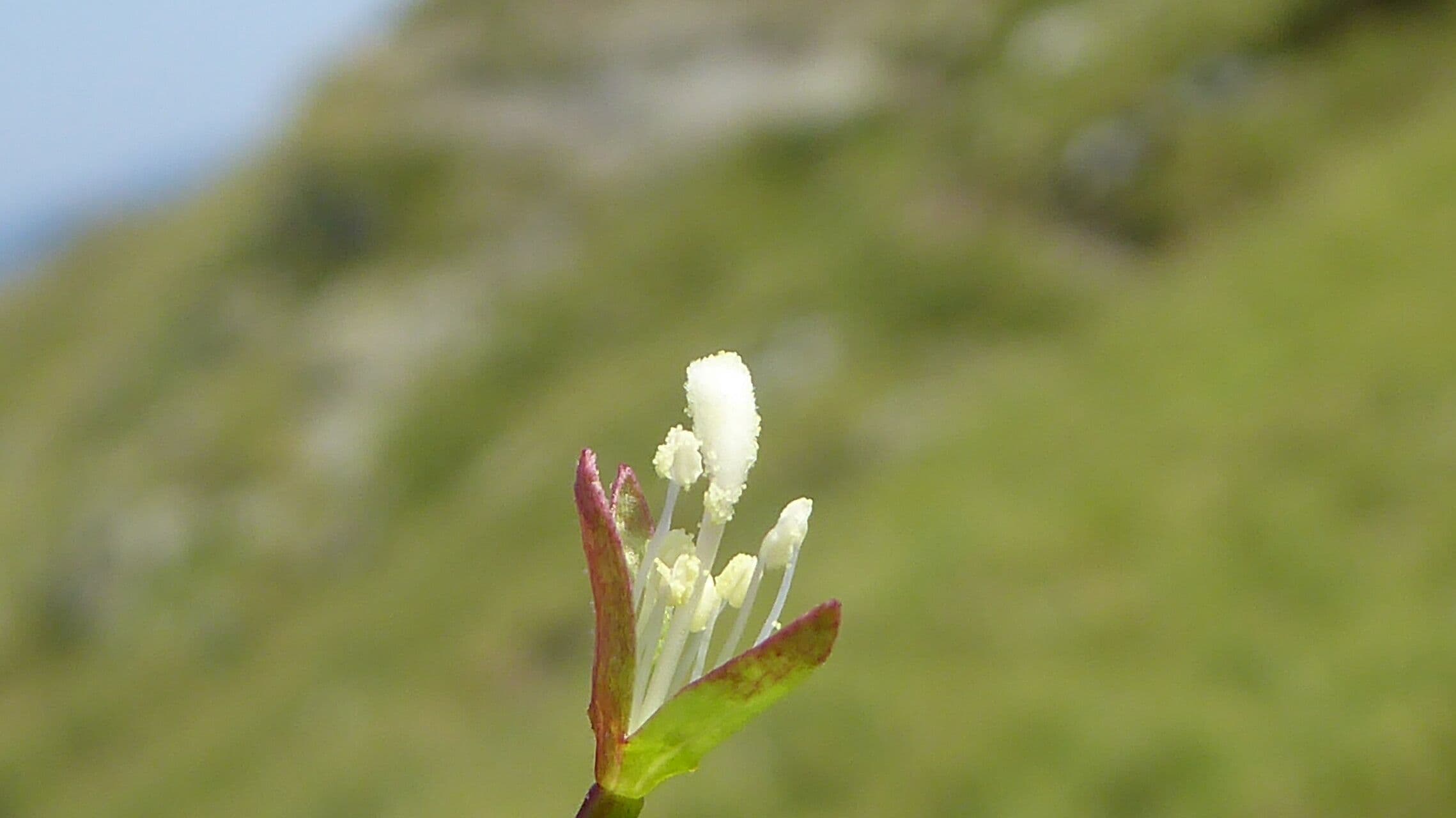 Epilobium alsinifolium