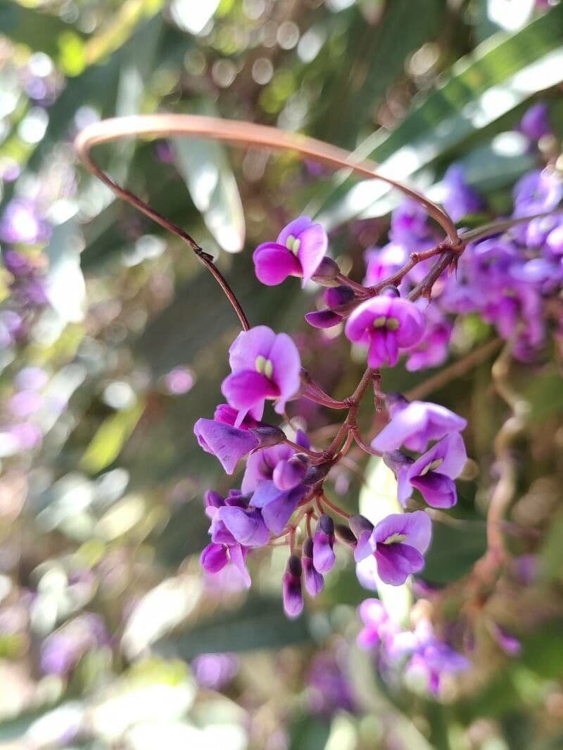 Hardenbergia violacea