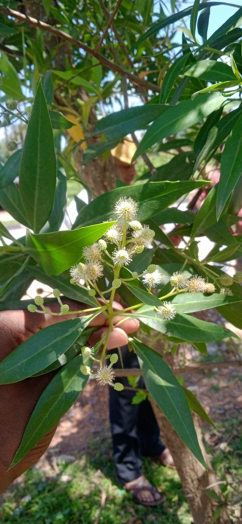 Conocarpus erectus