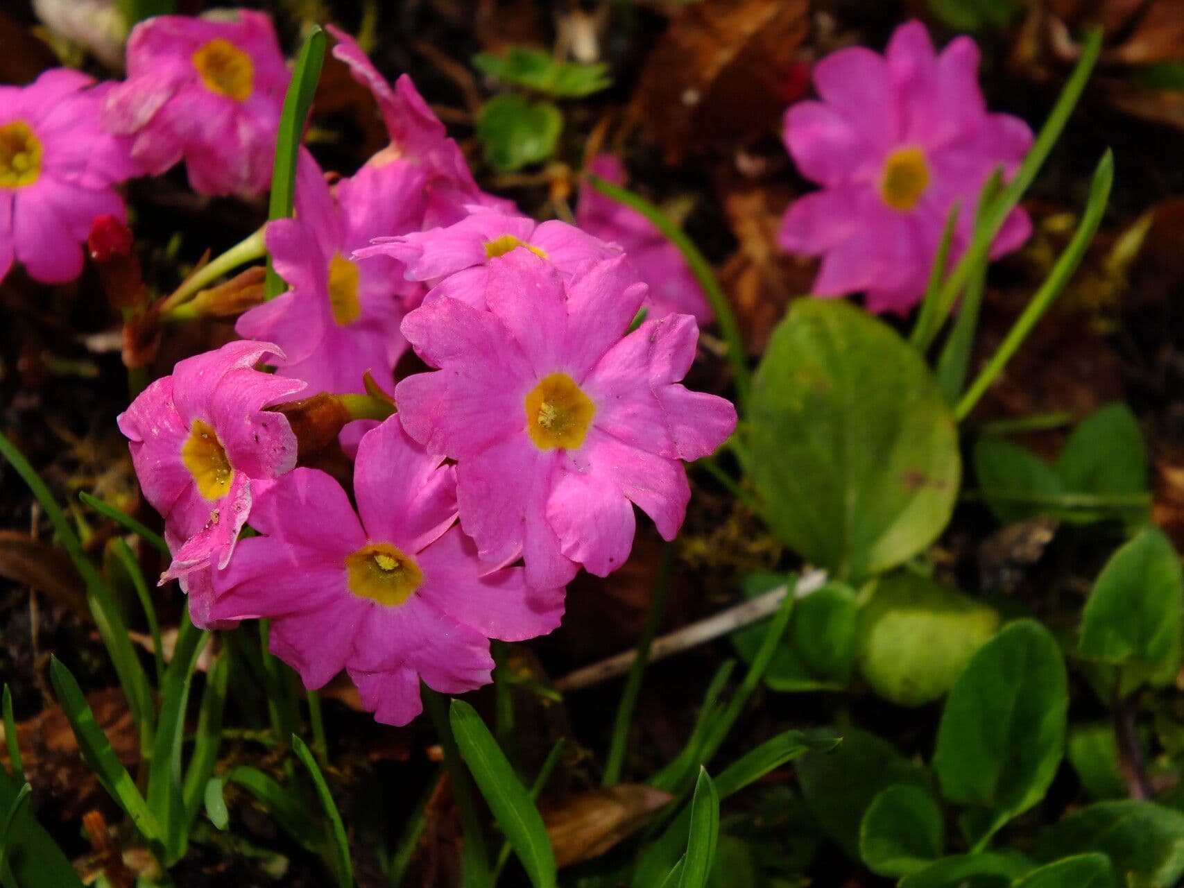 Primula rosea