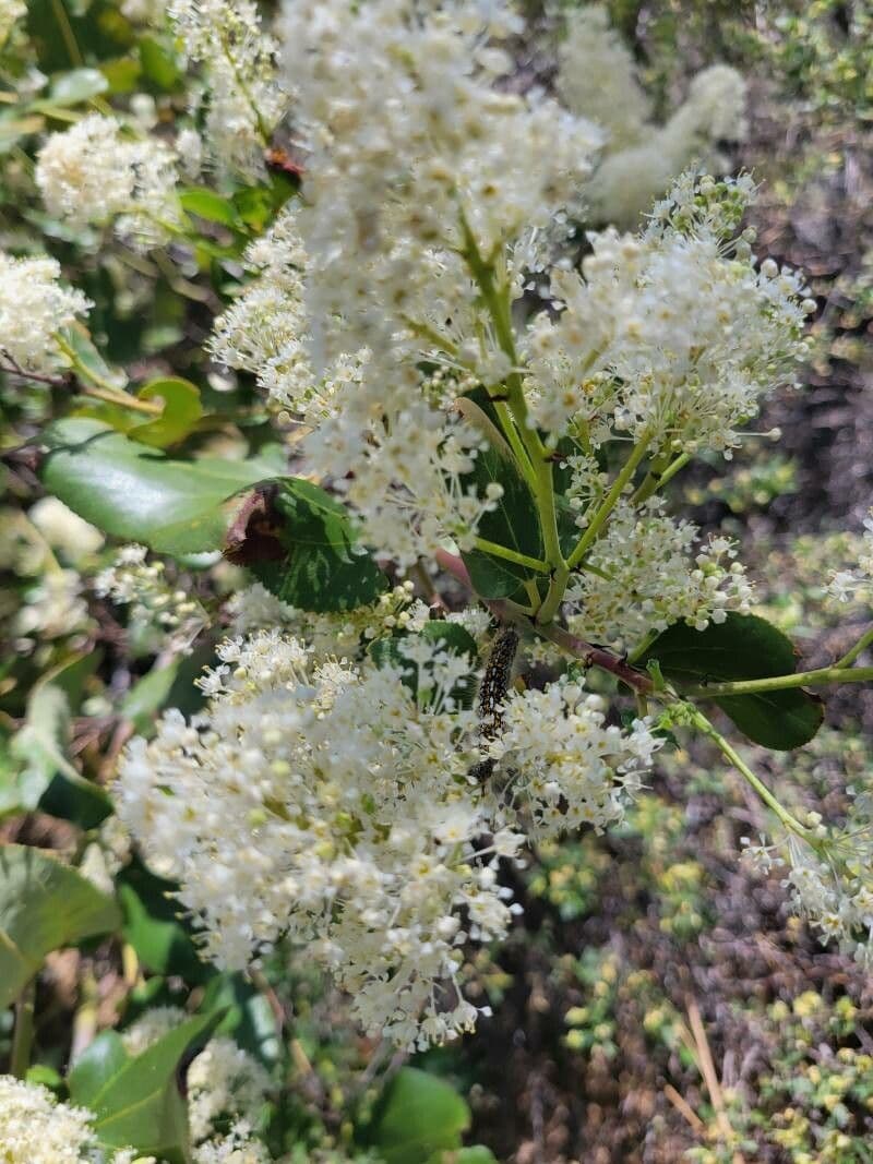 Ceanothus velutinus