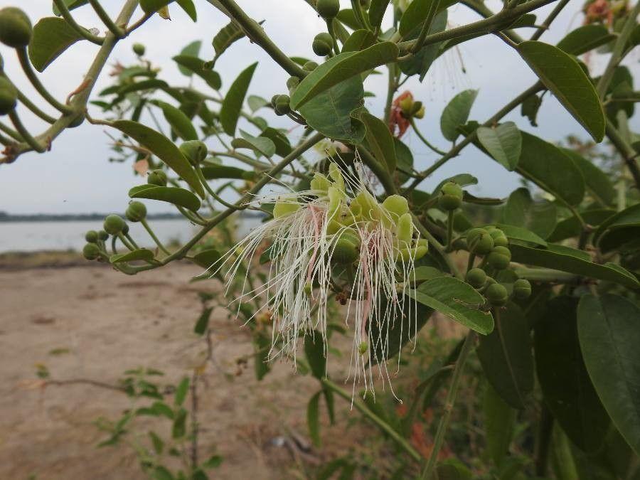 Capparis tomentosa