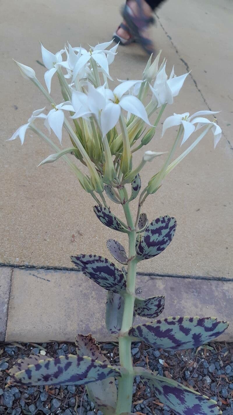 Kalanchoe marmorata