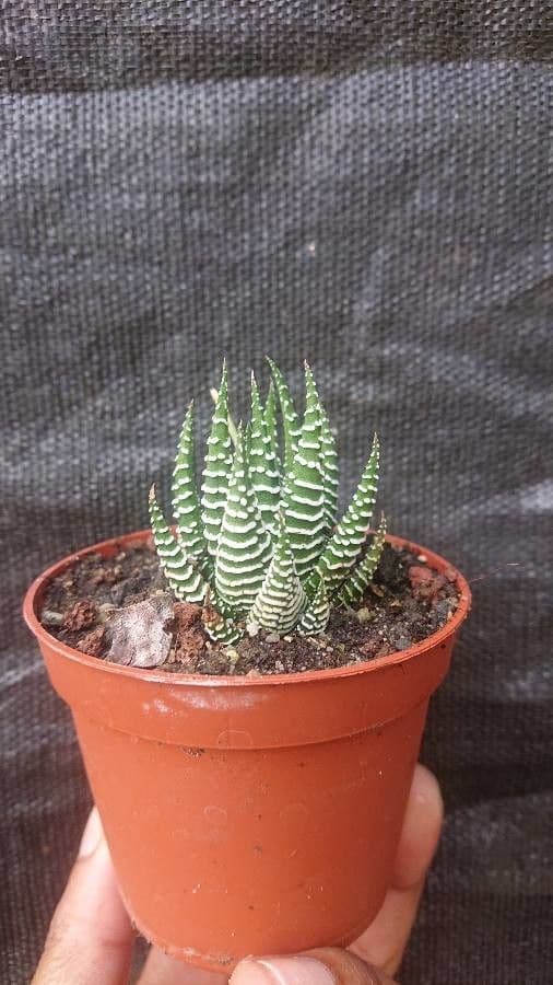 Haworthiopsis reinwardtii