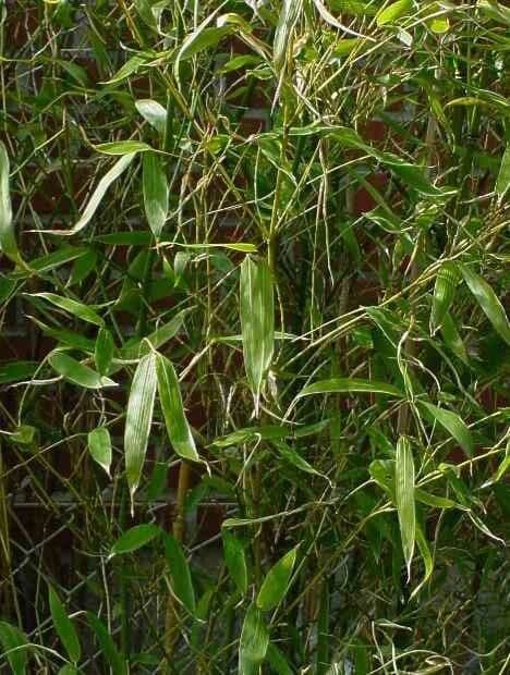 Phyllostachys aureosulcata