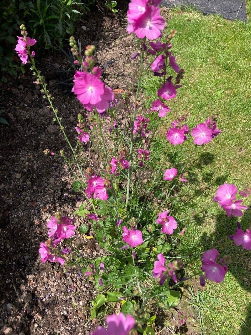 Sidalcea malviflora