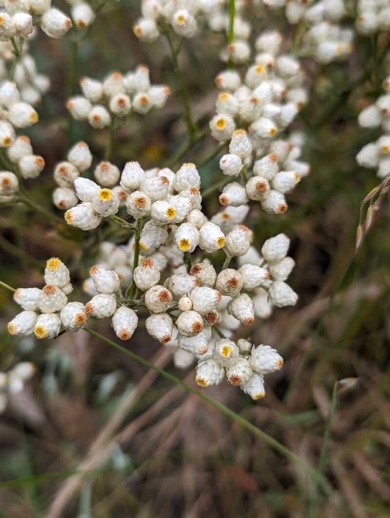 Pseudognaphalium californicum