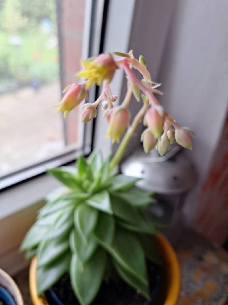 Echeveria agavoides