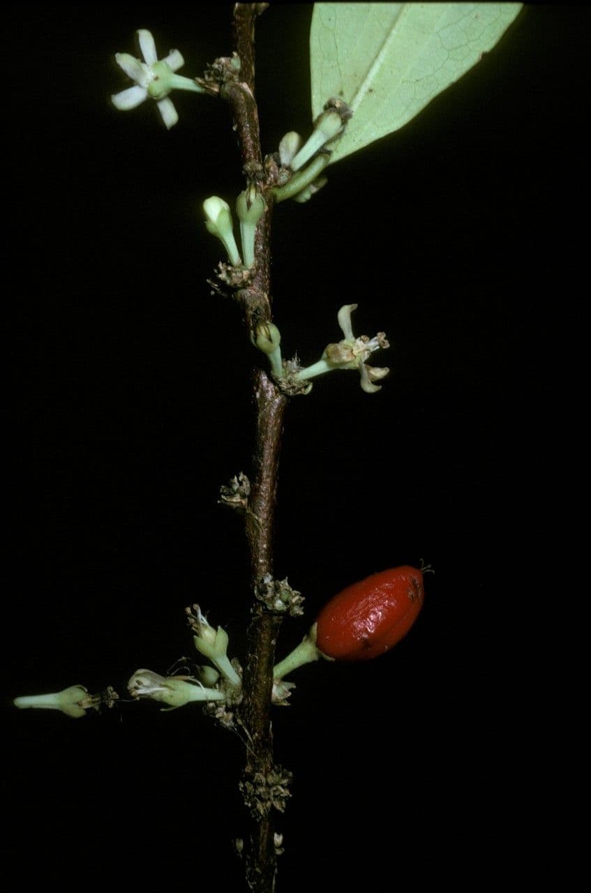 Erythroxylum coca